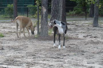 Burton Wells Dog Park photo 2